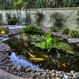 Courtyard koi pond with river-rock edge, lilies and stucco wall