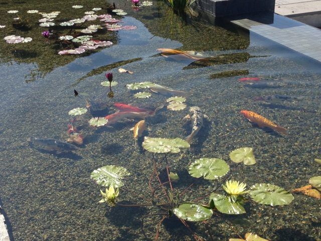 Koi and lily pads in a clear gravel-bottom formal pond