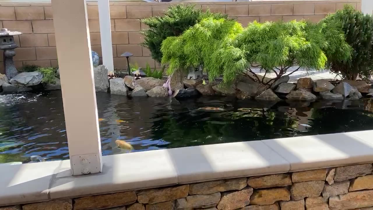 Waterfall feeding a raised koi pond under a pergola