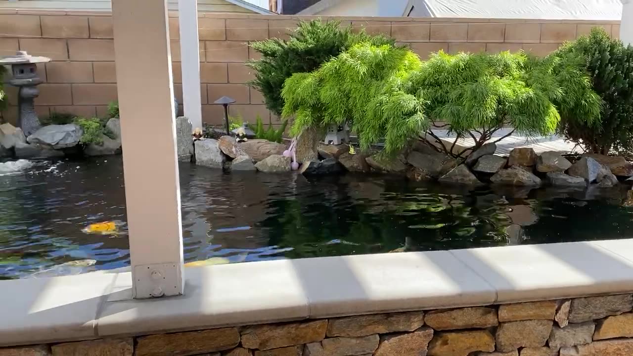Raised koi pond with waterfall and koi under a pergola in Garden Grove