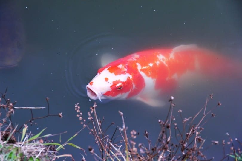Kohaku koi surfacing beside pond-edge grasses