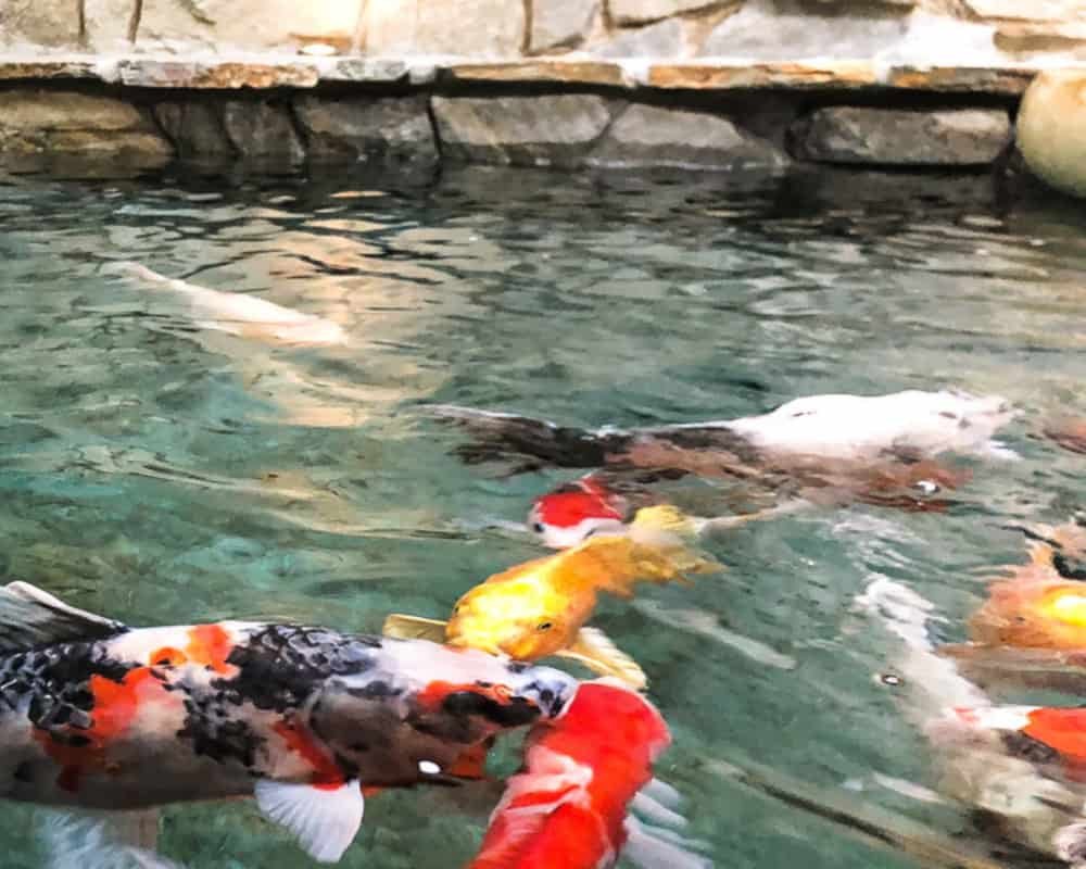 Large koi in clear water against a stone pond wall