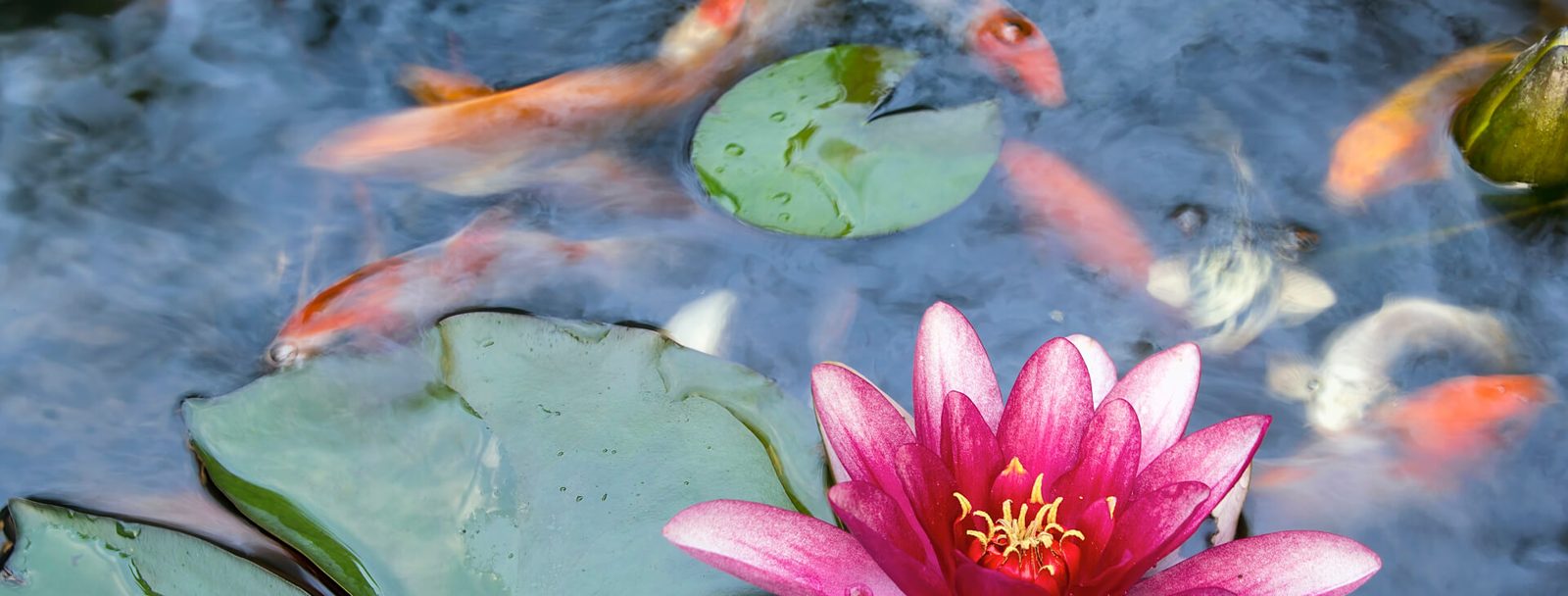 Koi feeding at the surface beside a pink water lily