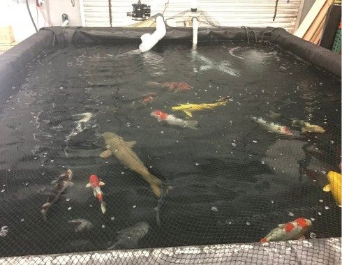 Koi held under netting in a holding tank during a pond project