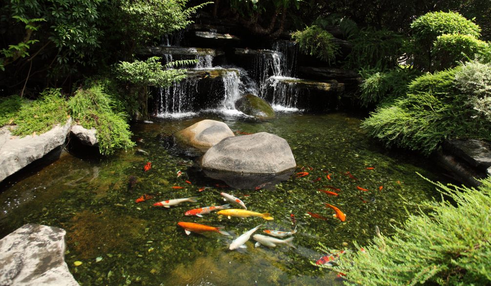 Koi pond fed by a boulder stream and waterfall