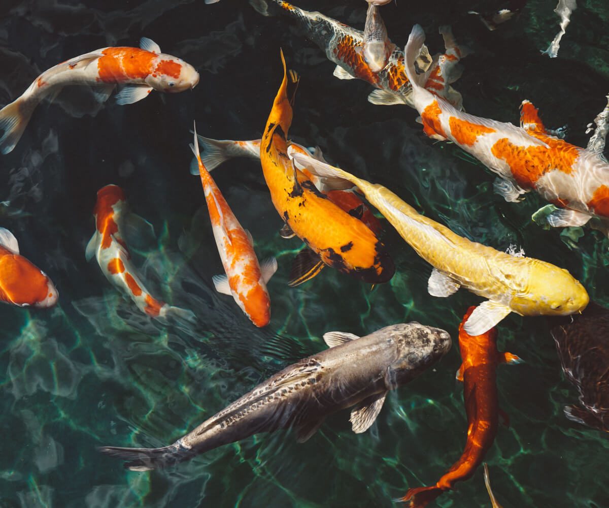 School of koi seen from above in dark water