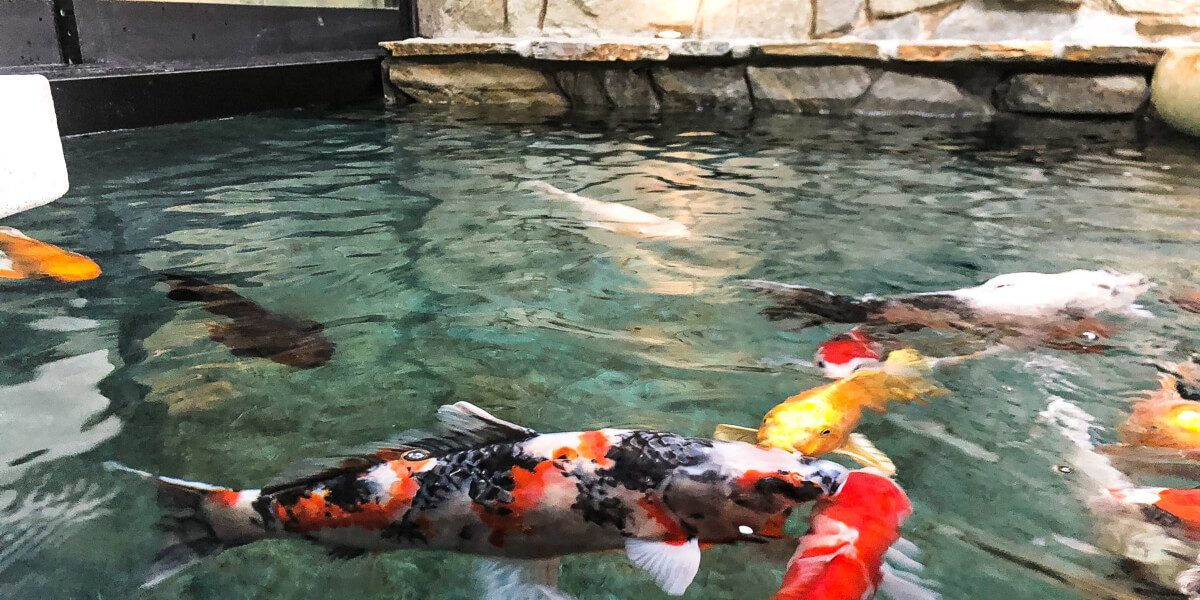 School of koi in clear water in a stone-walled channel