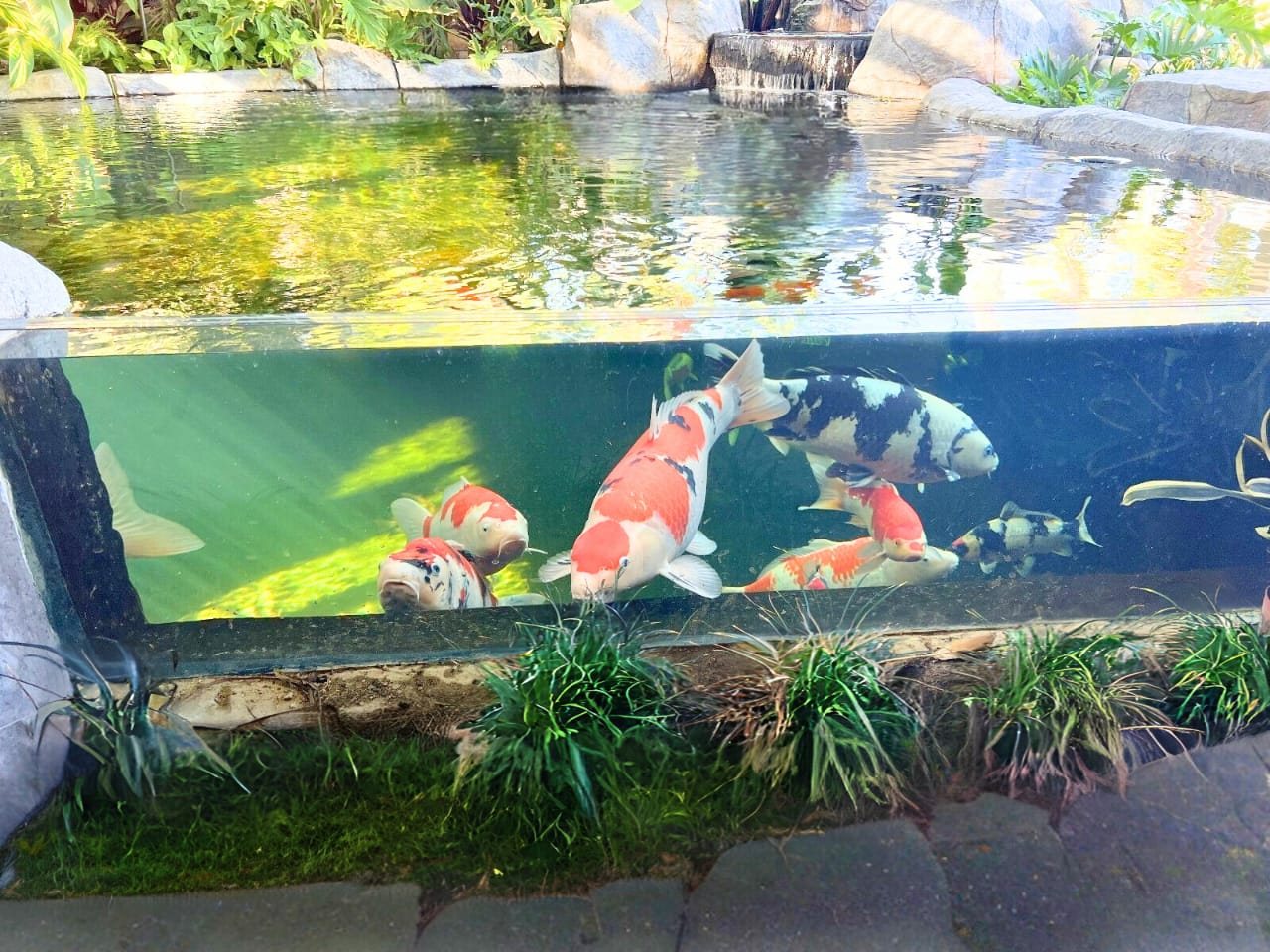 Acrylic viewing window on a koi pond with waterfall, daylight