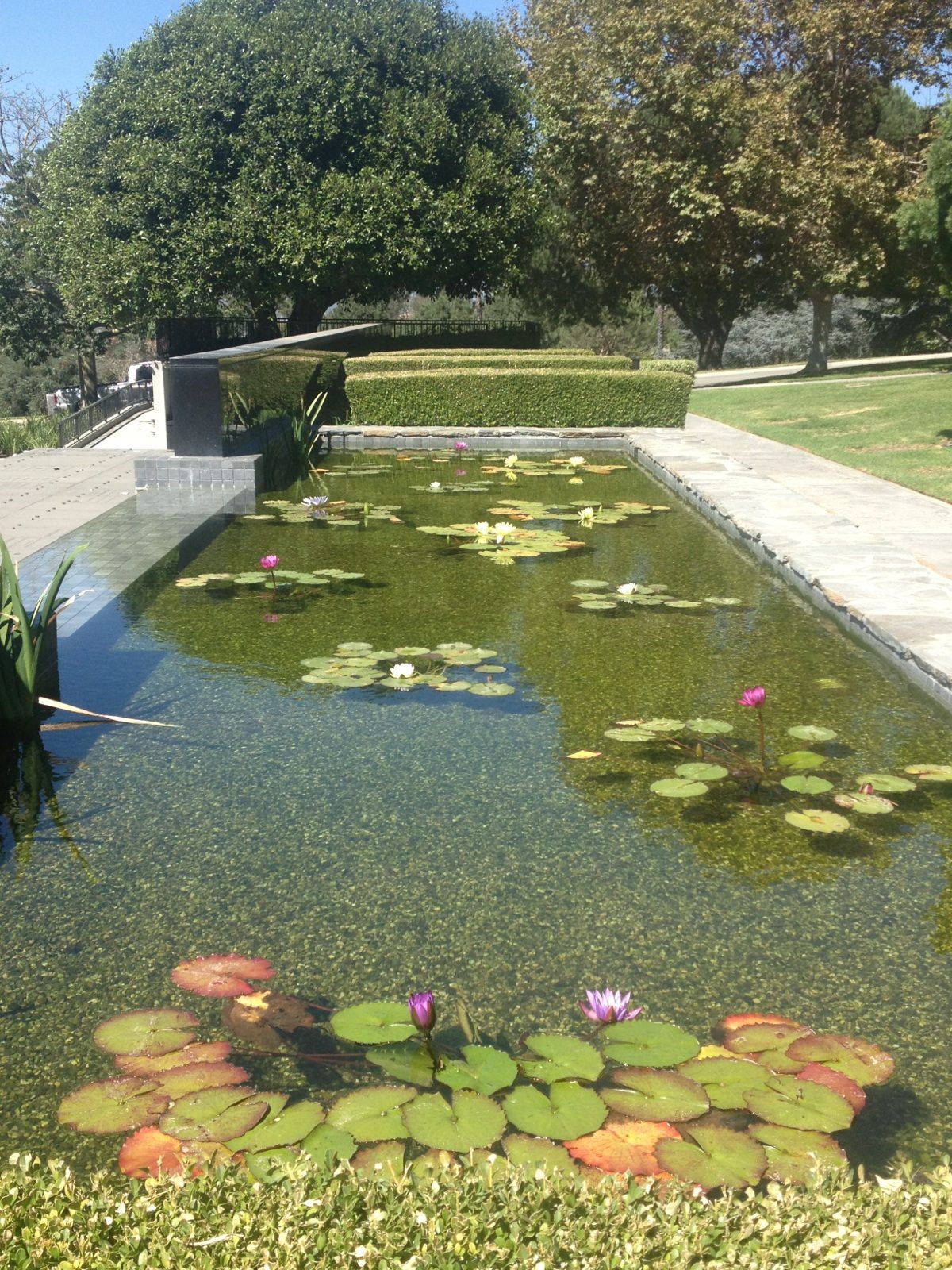 Formal rectangular lily pond with blooms at a memorial park