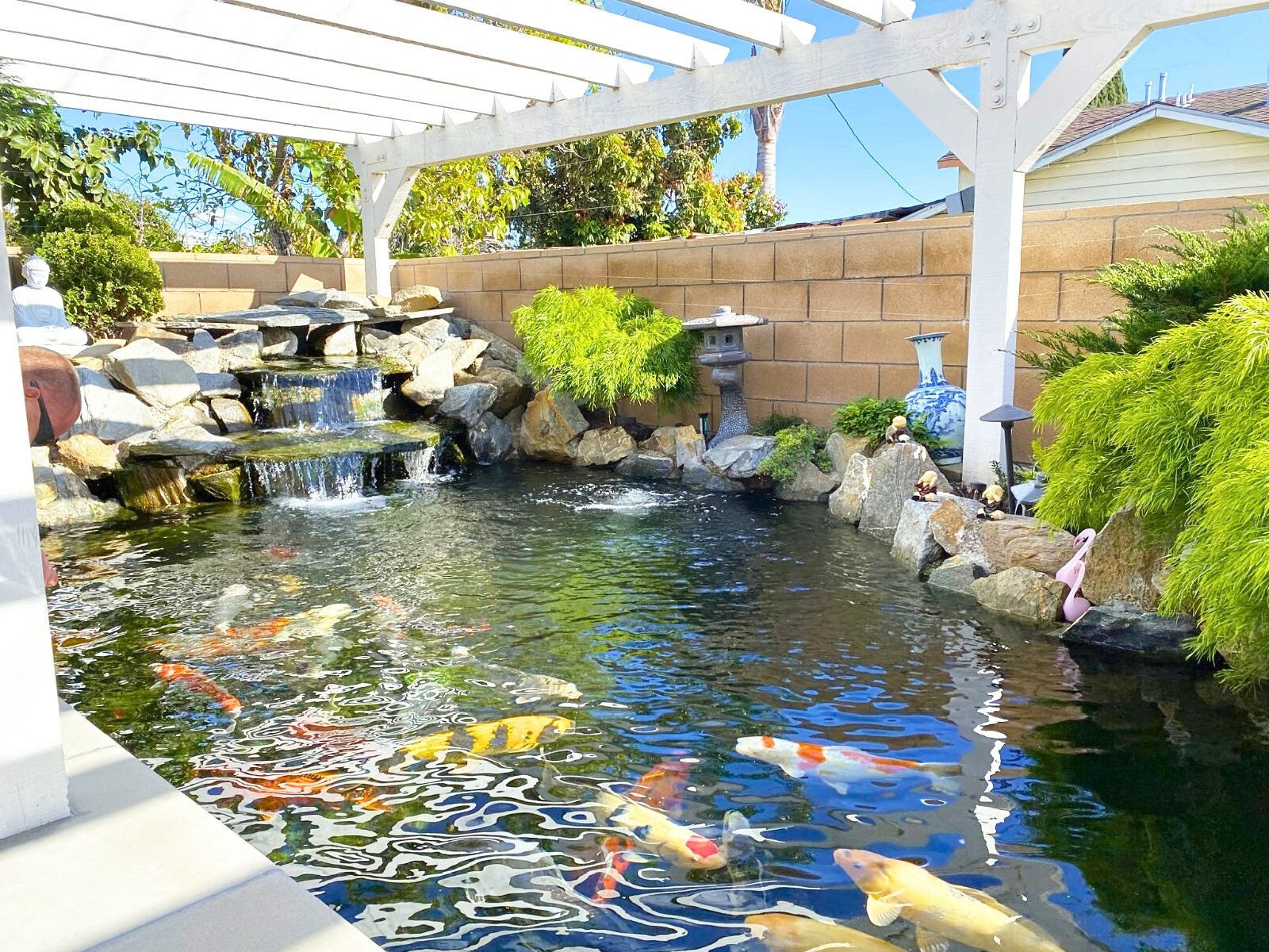 Koi pond under a pergola with waterfall, lantern and koi, wide view