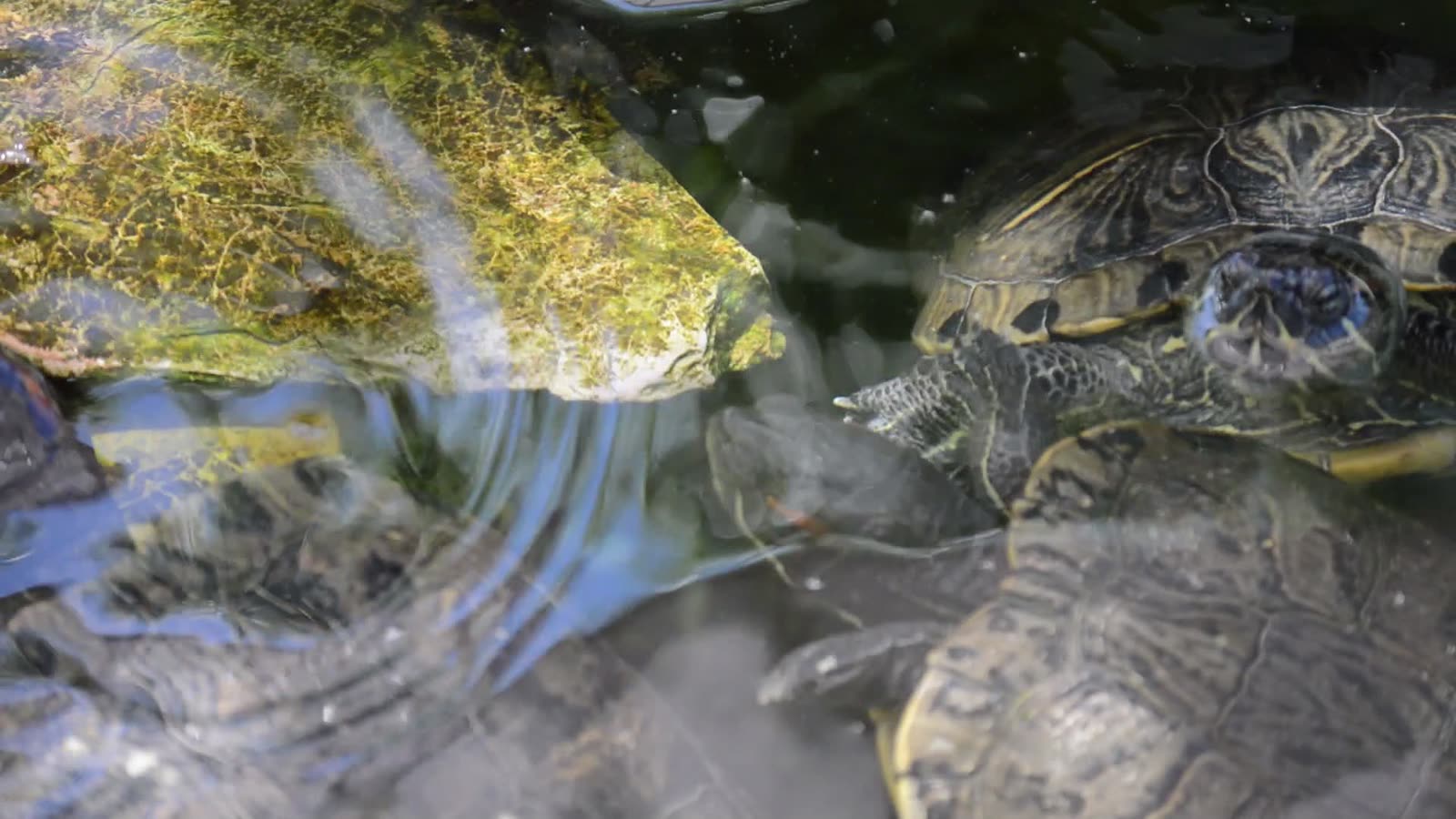 Red-eared slider turtles in a rebuilt backyard pond