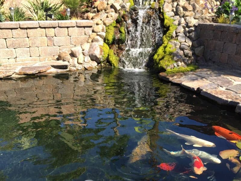 in ground koi pond with mossy green water fall