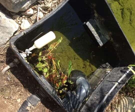 overgrown pond filter skimmer box needing a cleaning