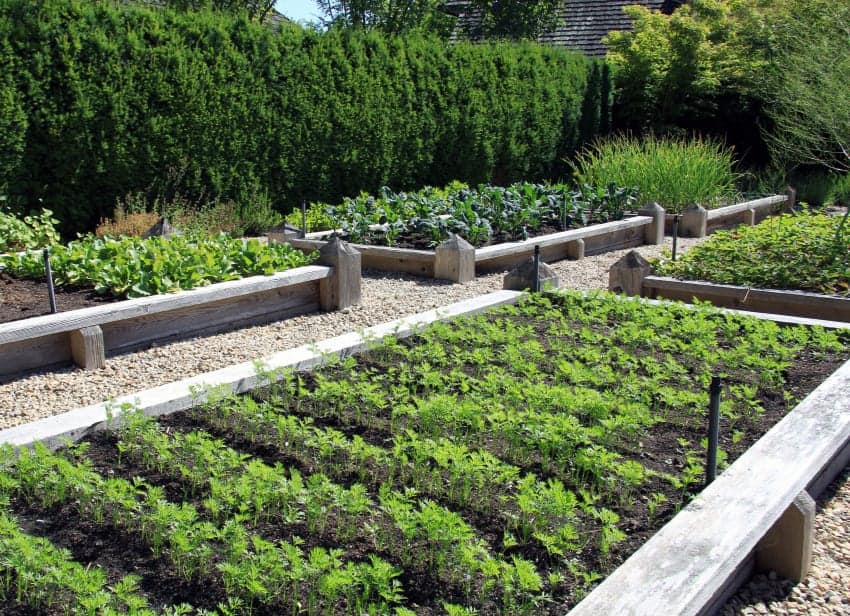 raised vegetable garden