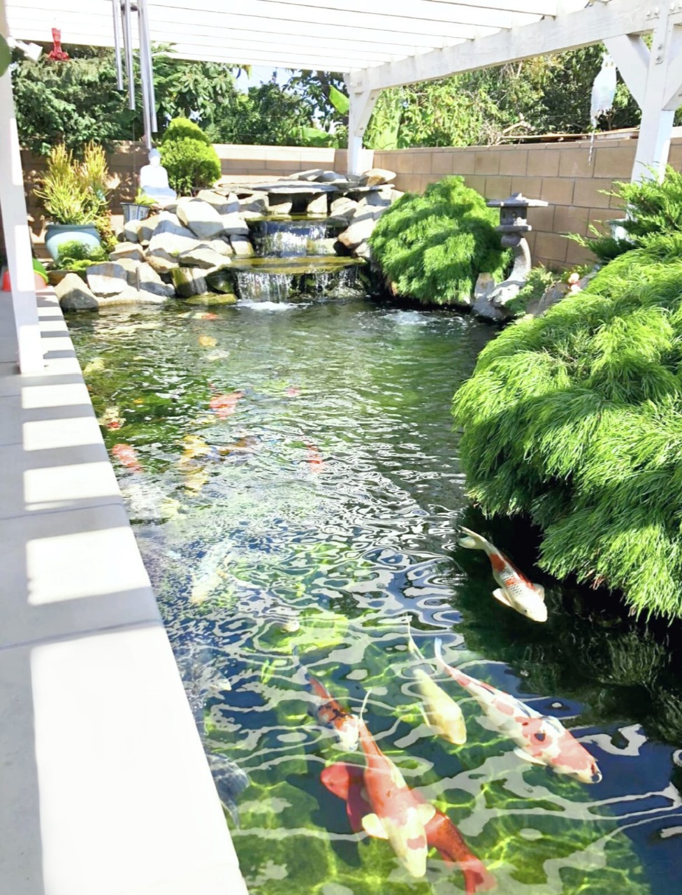 California koi pond with active filtration, aquatic plants, and healthy fish demonstrating balanced circulation and biological load management