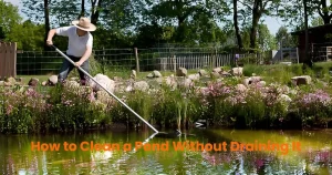 How-to-Clean-a-Pond-Without-Draining