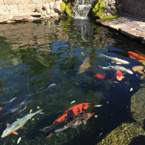 Adding Tap-Water to your Koi or Turtle Pond
