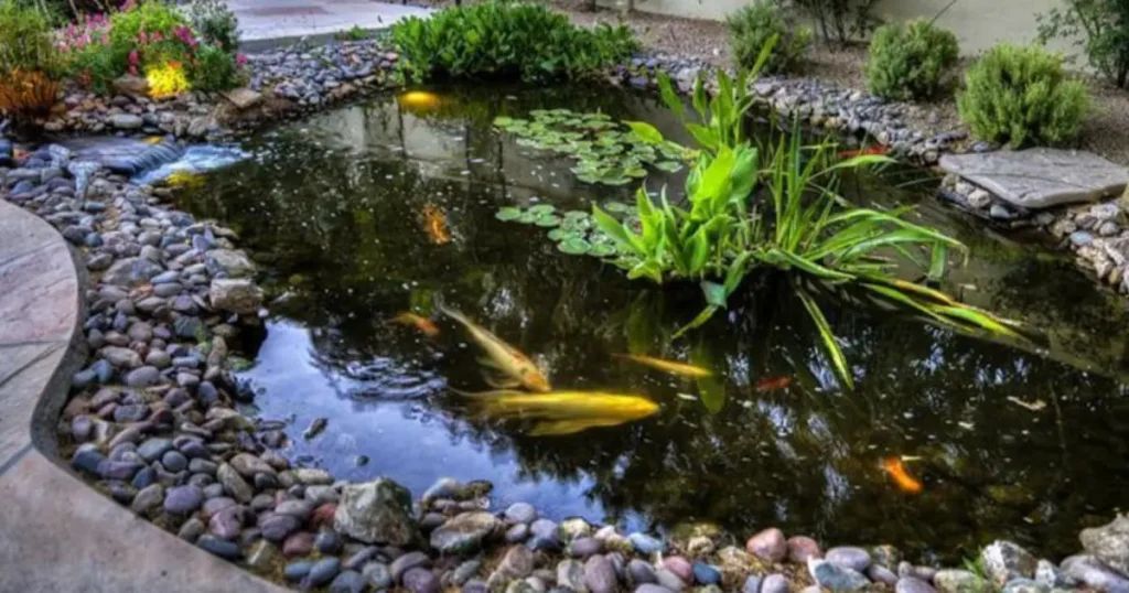 commercial pond