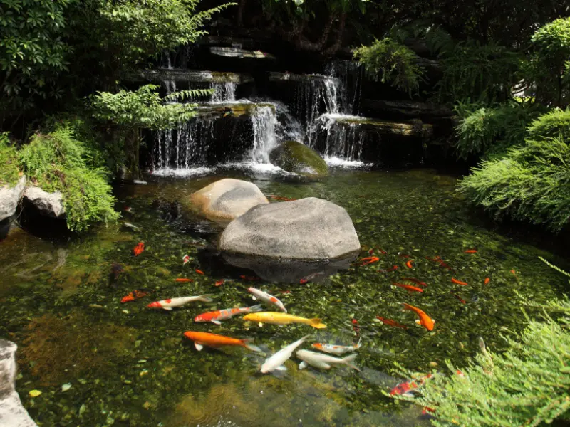 natural pond