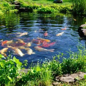 Koi fish pond