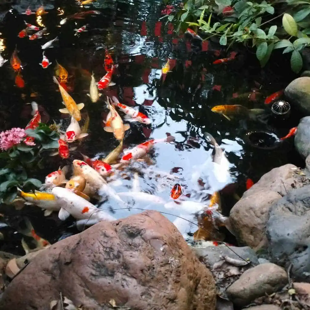 Koi Pond Maintenance