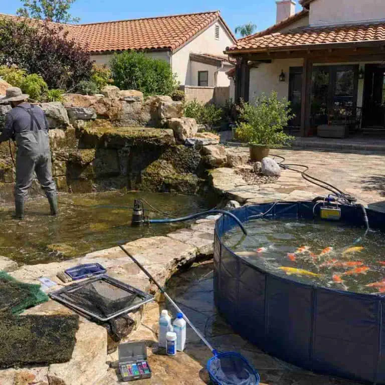 Koi pond with waterfall and fish, backyard pond maintenance.