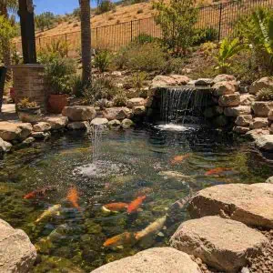 Koi fish swimming in a pond with waterfall in a landscaped garden setting.