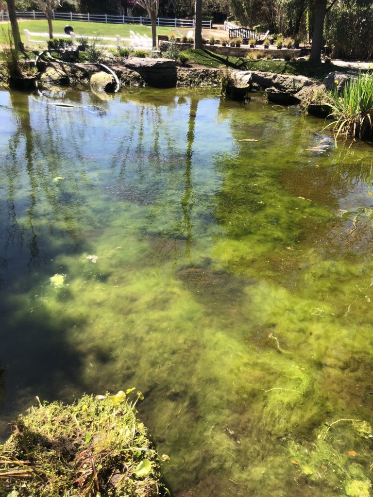 How to Clean Green Water in Your Pond