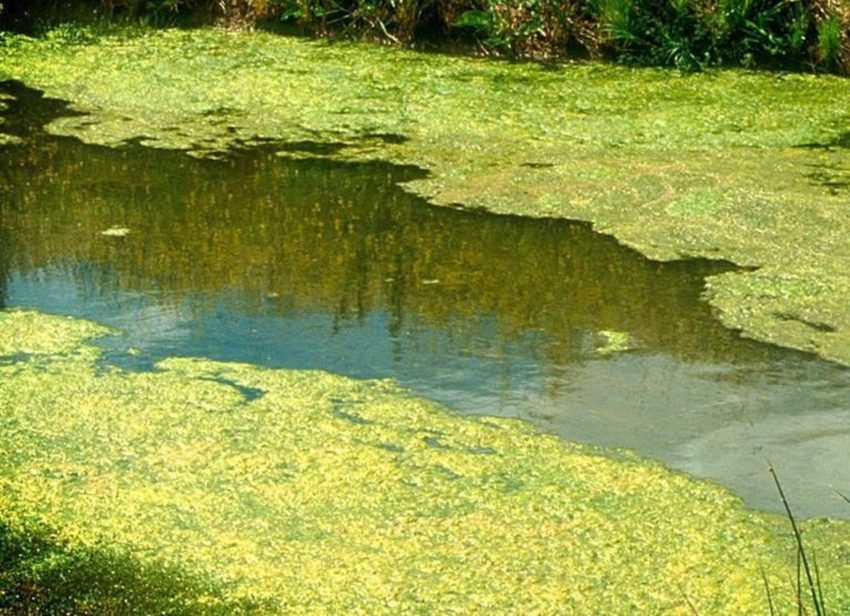 Algae Removal and Control: Keeping Your Pond Clear All Year Long