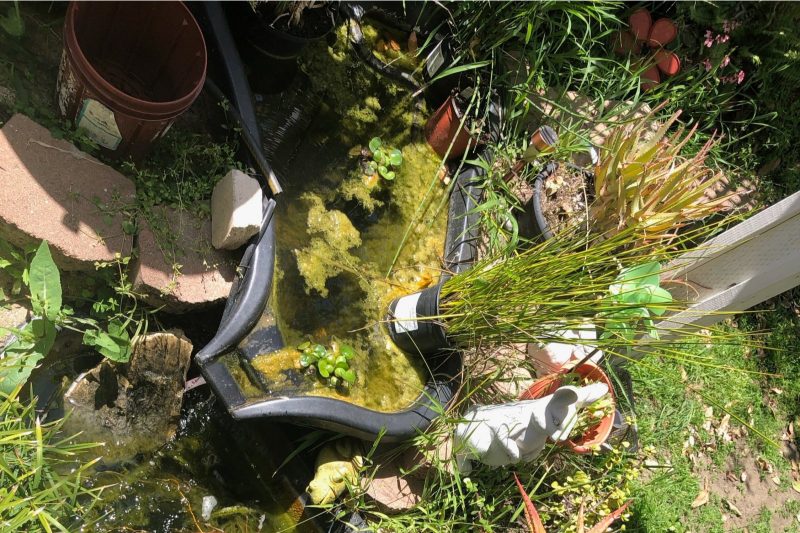 Neglected backyard pond choked with algae and overgrown plants