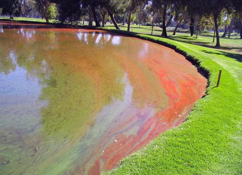 Red algae bloom coating the edge of a golf course pond