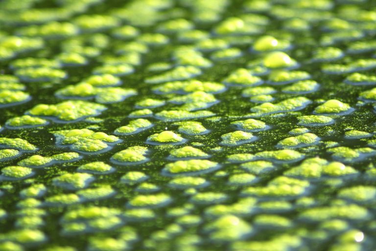Close-up of filamentous algae mats with trapped oxygen bubbles