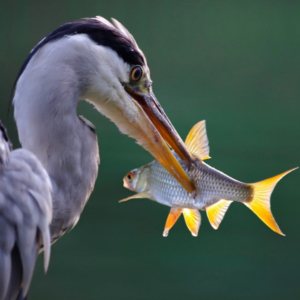 Great blue heron with a fish in its beak
