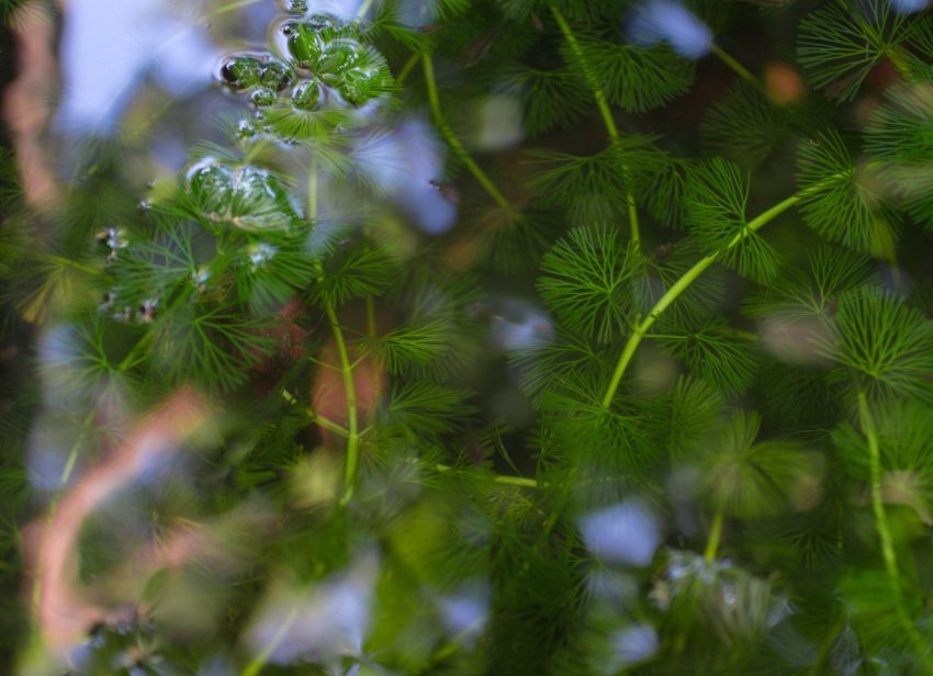 Hornwort, a submerged aquatic weed, close up