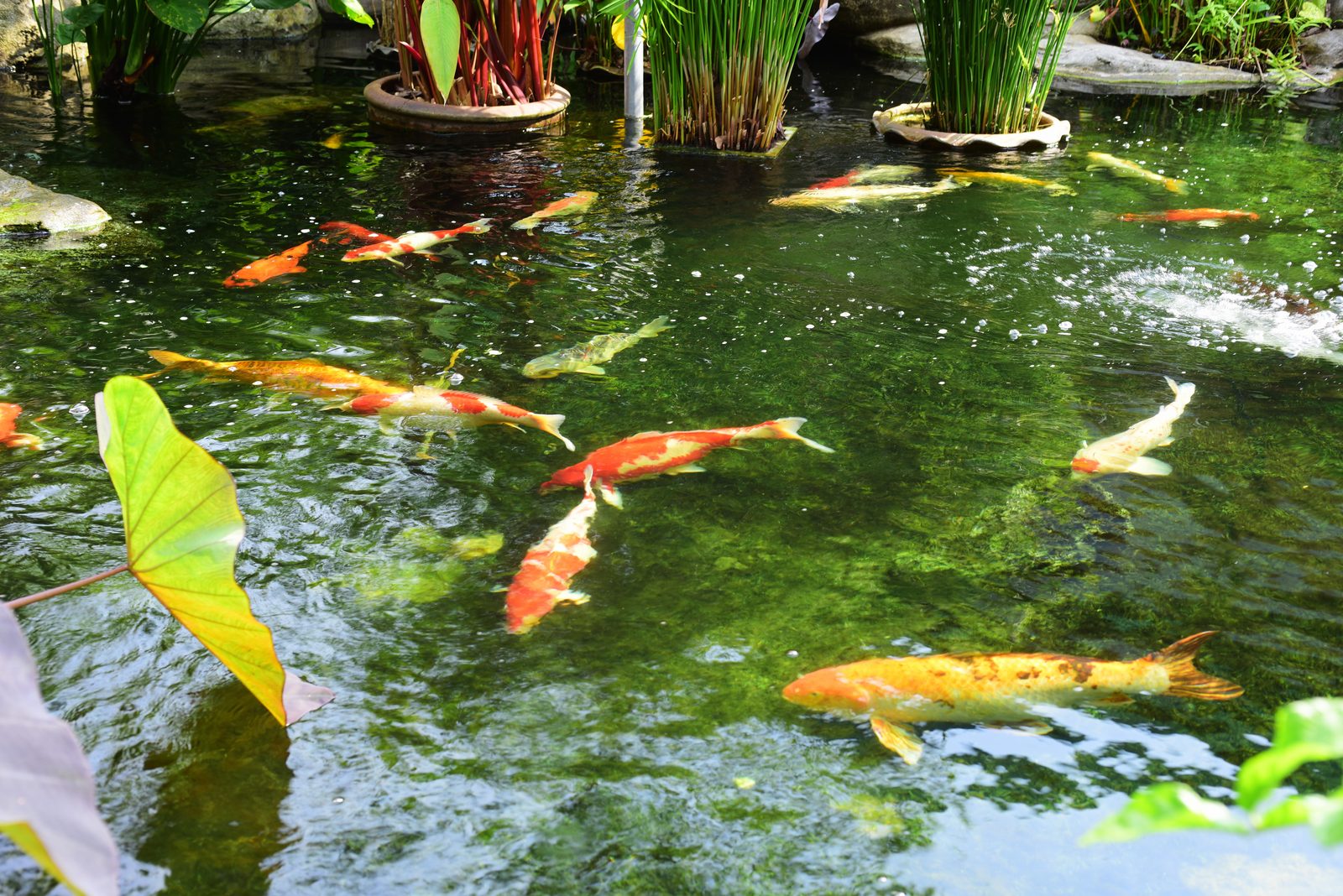 Pond Water Quality Testing and Management