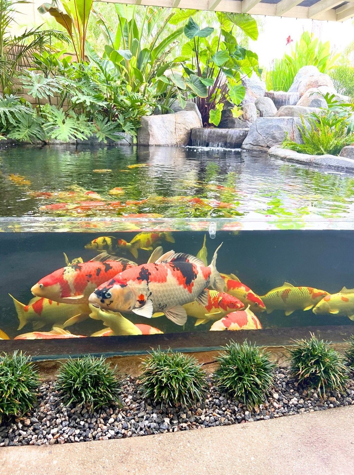 Showa and kohaku koi seen through an acrylic viewing window