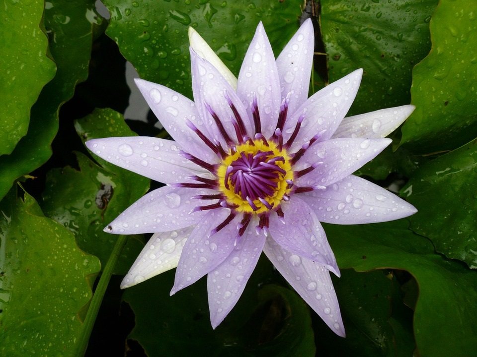 Lavender water lily blossom over lily pads