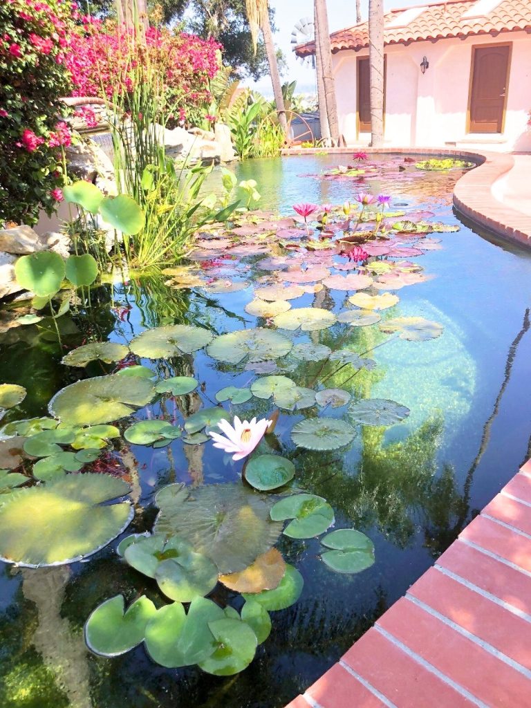 Seasonal Pond Maintenance in California: Year-Round Care Guide