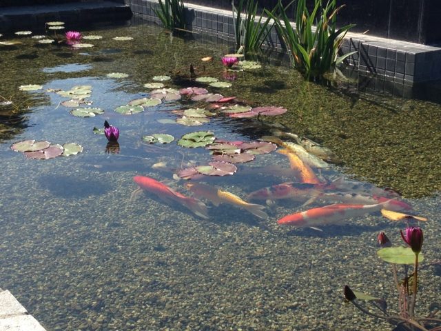Koi beneath water lilies in a formal gravel-bottom pond