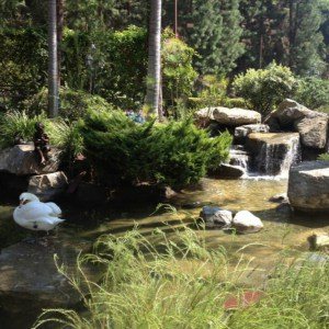 Naturalistic pond with rock waterfall under palms