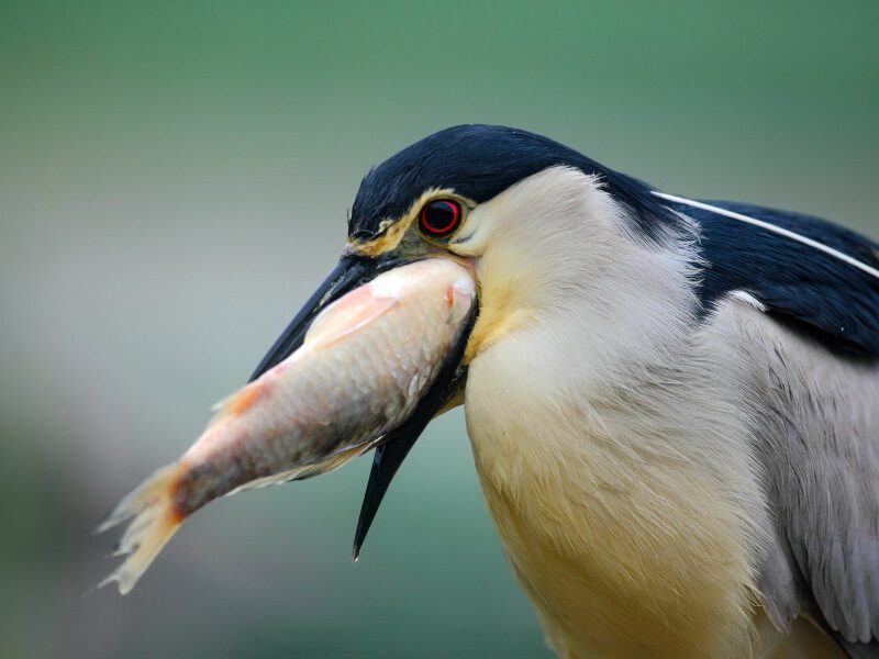 Black-crowned night heron holding a fish