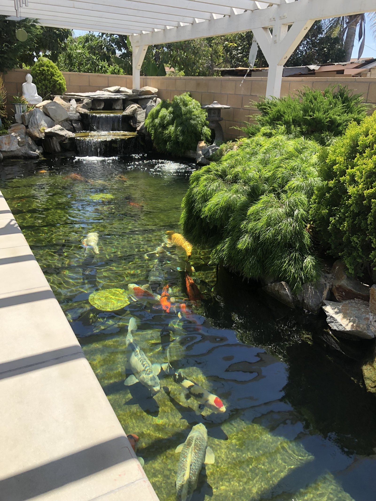Koi pond under a pergola with stacked-stone waterfall and lantern