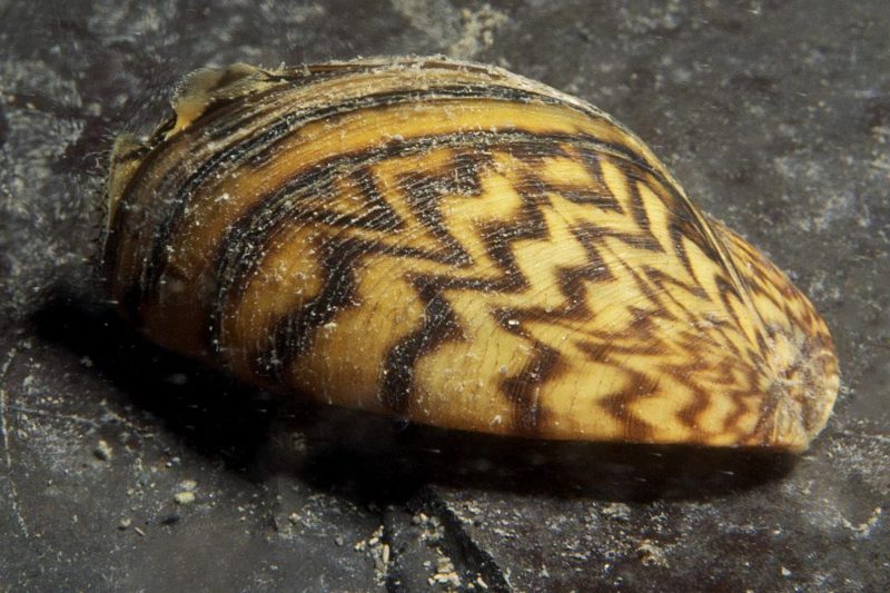 Quagga mussel, an invasive species that clogs intakes and plumbing in Southern California lakes