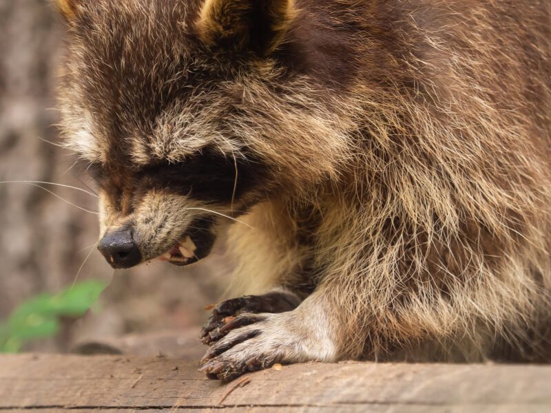 Raccoon on a wooden deck edge