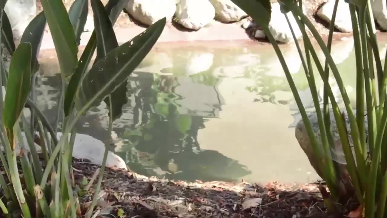 Drained pond during leak repair