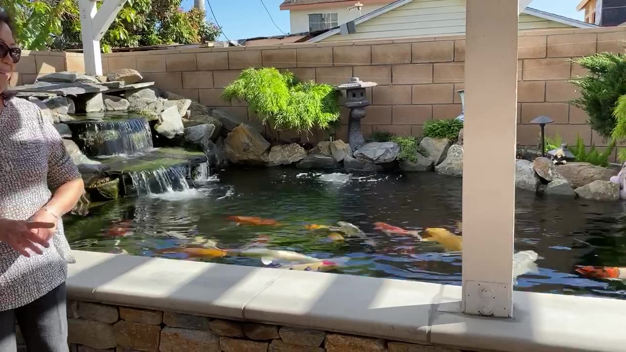 Victoria's raised koi pond in Garden Grove