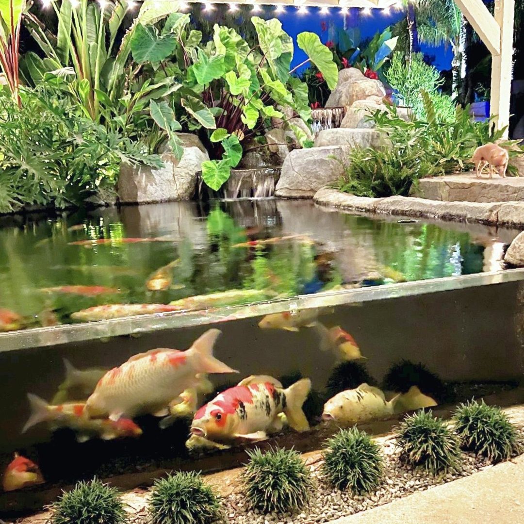 Tropical koi pond with an acrylic viewing window and rock waterfall in daylight
