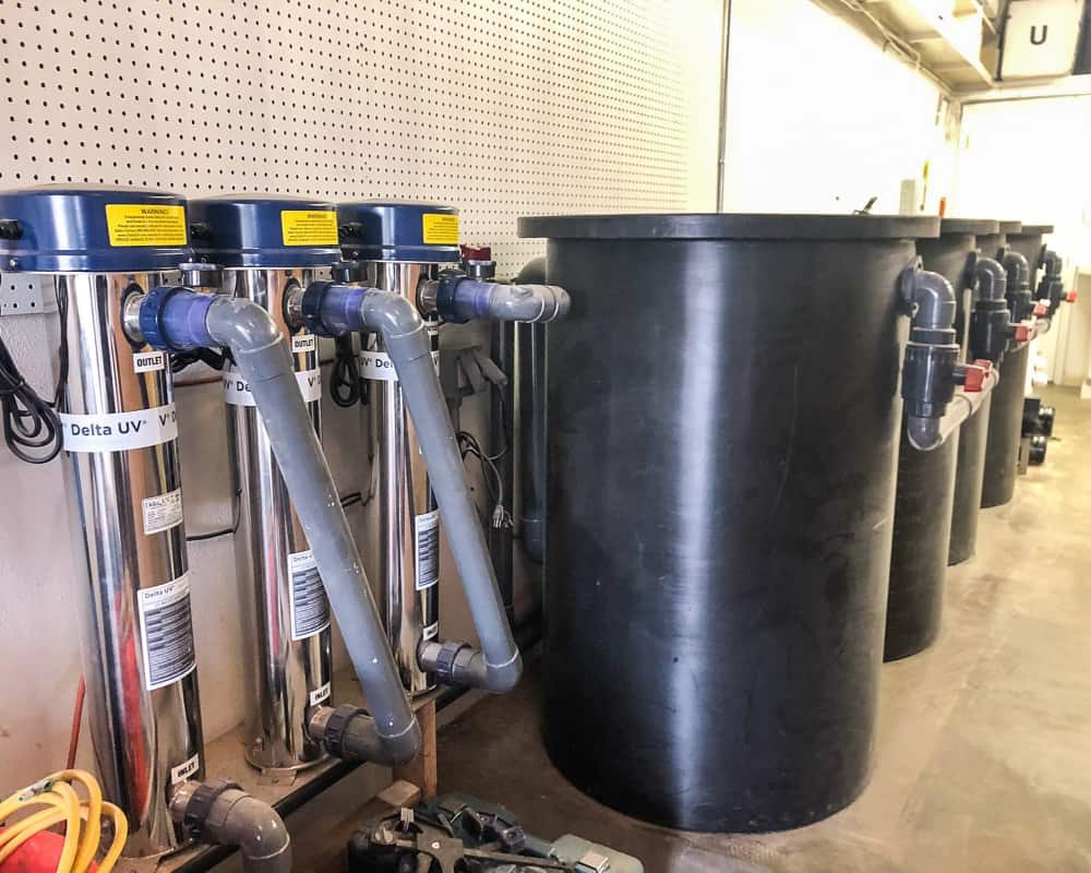 UV clarifiers and filter tanks at the Koi Pros shop in Orange, CA