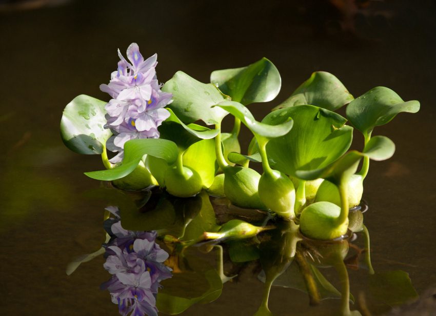 Water hyacinth, an invasive floating weed, in bloom