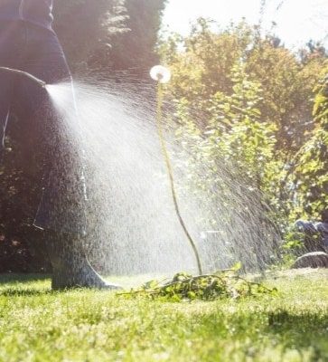 Pond-Weed-Removal